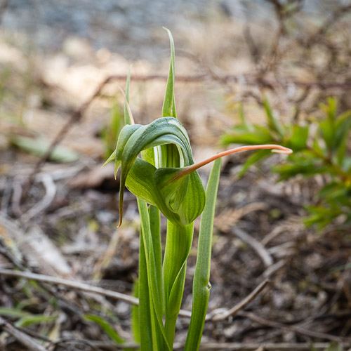 _17C8491 Greenhood Orchid 2.jpg
